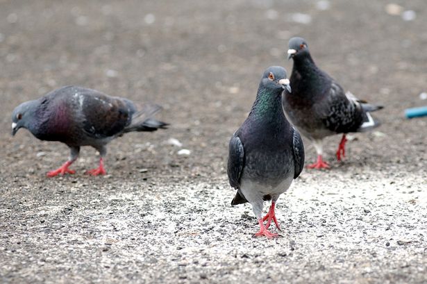 PCMC tells residents to stop feeding pigeons in public and residential areas