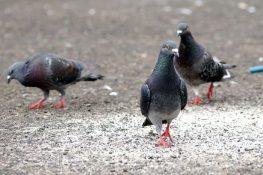 PCMC prohibits residents from feeding pigeons in public areas