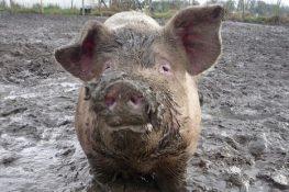 Panvel City Municipal Corporation plans drive to confine stray pigs