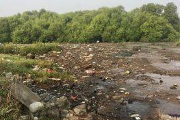 Forest department inspects mangroves along Sion-Panvel highway near Vashi toll plaza