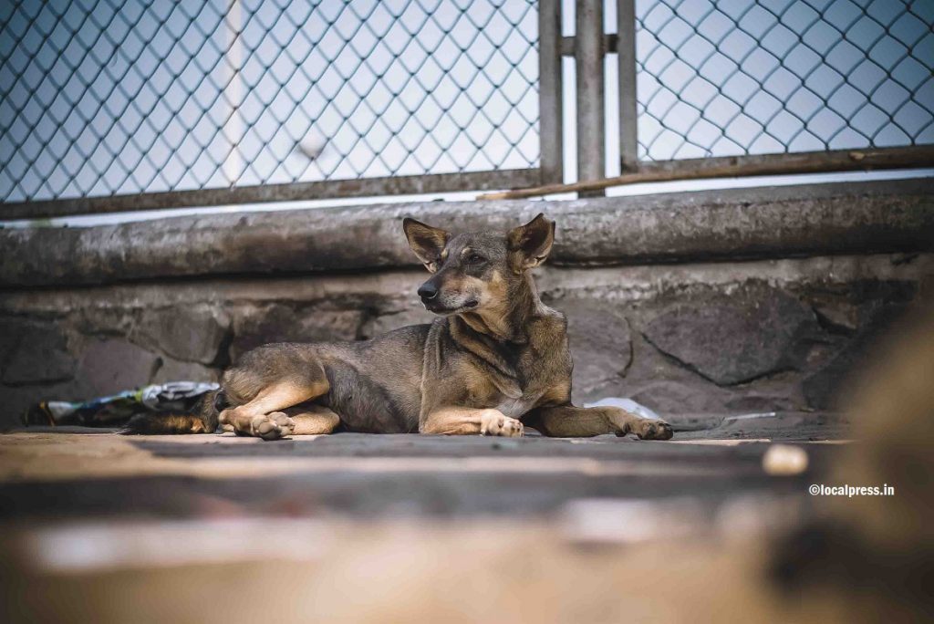 Do your bit for street dogs and other strays during the coronavirus lockdown