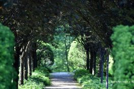 SOPs for reopening of gardens: No sitting on benches, chatting or exercising in groups