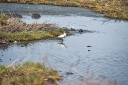 Maharashtra CM Uddhav Thackeray puts forest department on Panje wetland mangroves hacking case