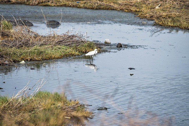 Maharashtra CM Uddhav Thackeray puts forest department on Panje wetland mangroves hacking case