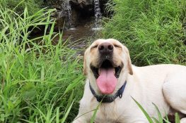 Kharghar pet dog owners making best use of the monsoons at isolated spots