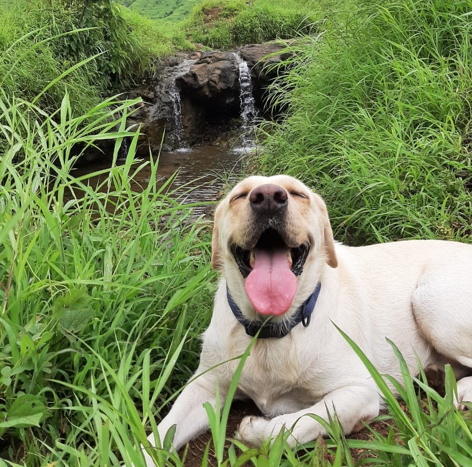 Kharghar pet dog owners making best use of the monsoons at isolated spots