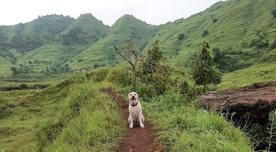 Kharghar pet dog owners making best use of the monsoons at isolated spots