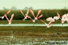 Uran & Seawoods’ so-called wetlands were salt pans: CIDCO