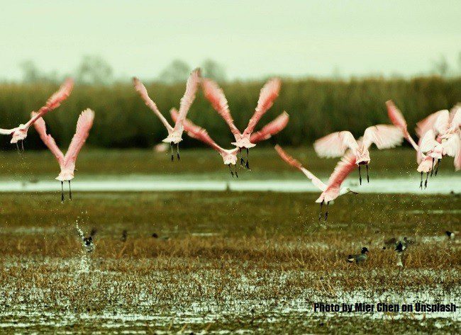 Uran & Seawoods’ so-called wetlands were salt pans: CIDCO