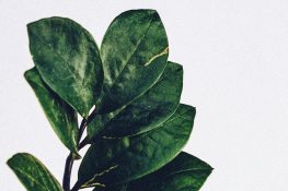 CIDCO to plant 14,000 saplings for 109 hectares of mangroves cut for Navi Mumbai International Airport