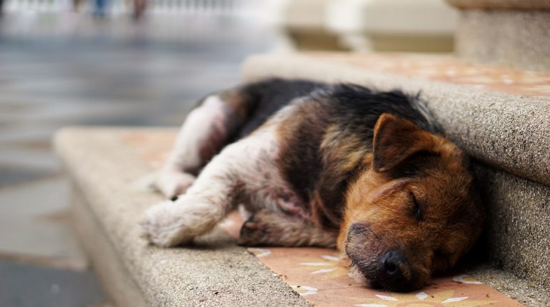 Diwali 2020 will be the best one ever for pets and stray animals