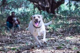 Navi Mumbai needs dog parks: City pet dog parents urge