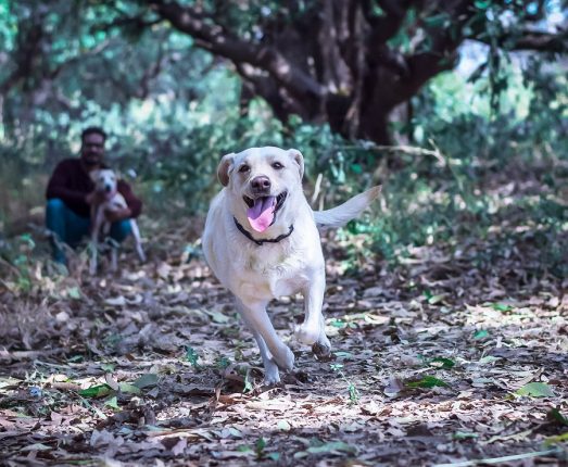 Navi Mumbai needs dog parks: City pet dog parents urge