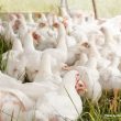 Can you eat chicken and eggs during bird flu?