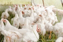 Can you eat chicken and eggs during bird flu?