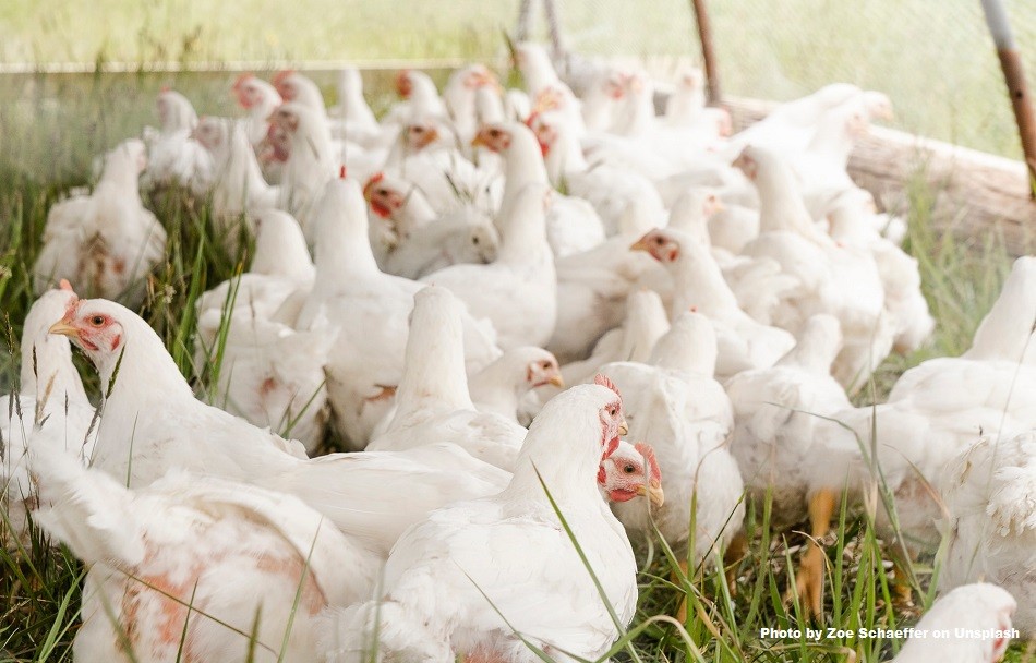 Can you eat chicken and eggs during bird flu?