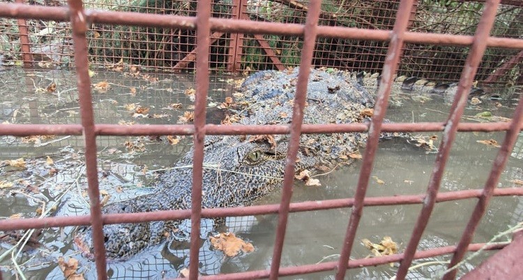 Belapur crocodile rescued by Wildlife Welfare Association, sent for medical examination