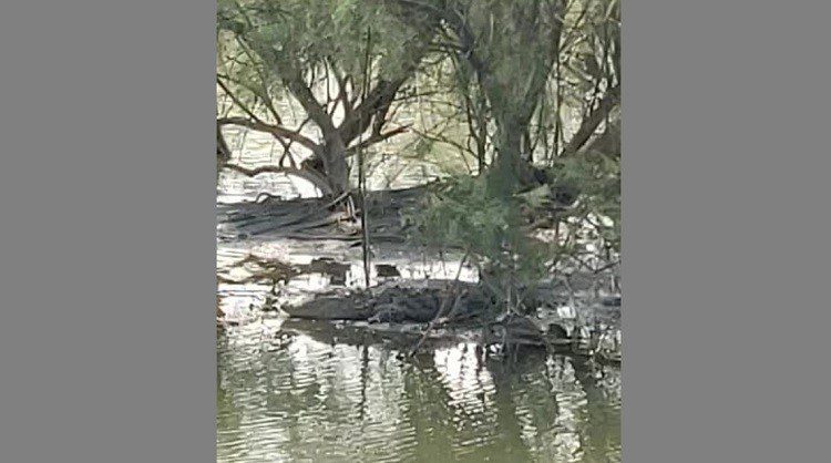 Crocodile spotted in marshes behind NMMC headquarters at Belapur