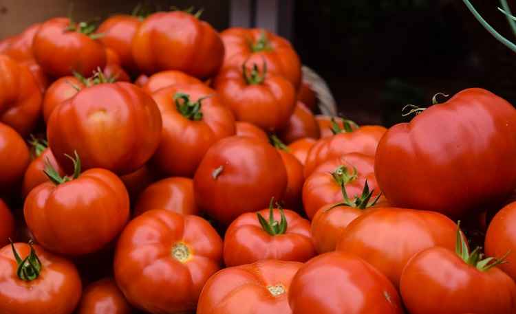 Tomato prices soar in Navi Mumbai; May increase further